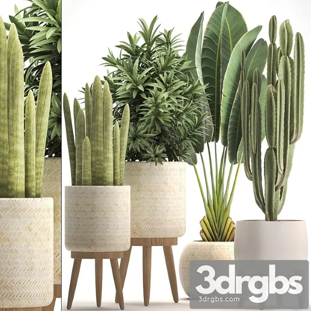 Collection of plants 320. white basket, dracaena, ravenala, banana, cereus, cactus, sansevieria, interior, indoor, scandinavian style, strelitzia