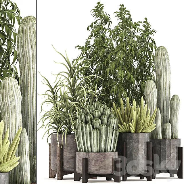 Collection of plants 325. Cactus thickets indoor plants concrete pot bamboo aloe cactus desert plants thickets outdoor 3ds Max