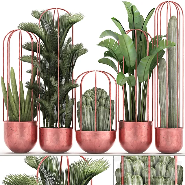 Collection of plants 326. Cacti palm copper banana dipsis indoor plants pot copper flowerpot metal outdoor decorative strelitzia Cactus 3DS Max Model