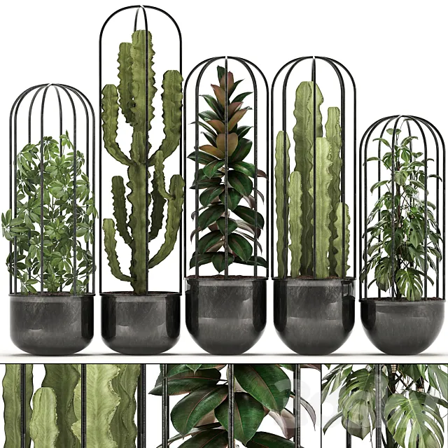 Collection of plants 327. Black pot loft flowerpot cactus spurge monstera Schefflera ficus interior ficus abidjan metal industrial style 3DS Max Model