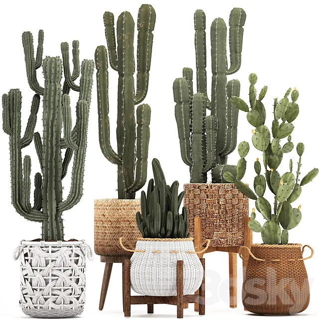 Collection of plants 330. Basket rattan. prickly pear. indoor cactus. white basket. carnegia. Prickly pear. desert plants. eco design. wicker 3DSMax File