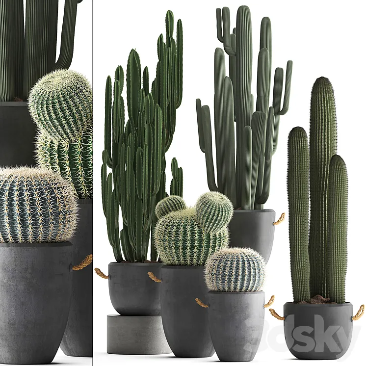 Collection of plants 411. Cactus set. Echinocactus Cereus Carnegia Barrel cactus indoor plants concrete pot outdoor 3DS Max