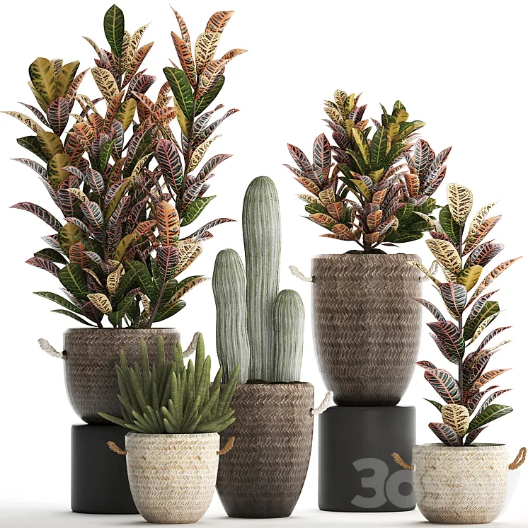 Collection of plants 430. Croton flowerpot basket rattan cactus indoor plants eco design natural decor bushes 3DS Max