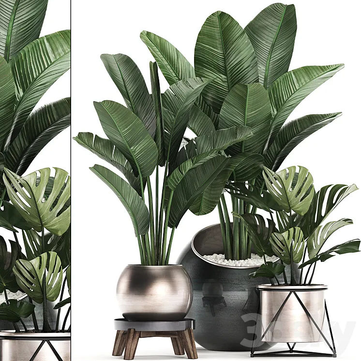 Collection of plants 465. Banana palm monstera banana round flowerpot luxury strelitzia 3DS Max