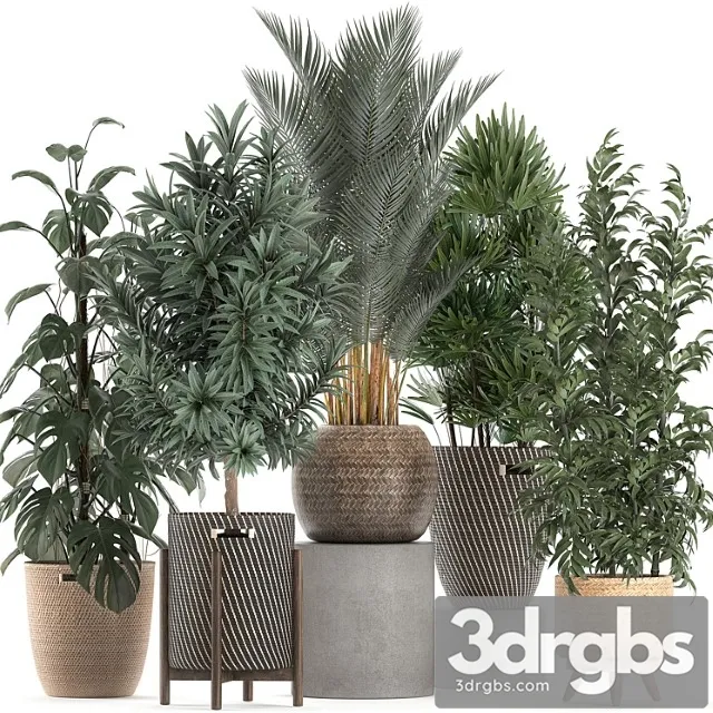 Collection of Plants 632 Basket Rattan Monstera Bamboo Palm Rapeseed Dracaena Indoor Plant Overgrown Eco Design Rafis Palm 3dsmax Download