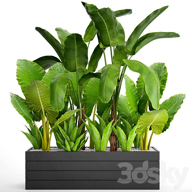 Collection of plants 67. Banana palm Alocasia Asplenium bushes thickets Strelitzia tropical exotic 3ds Max