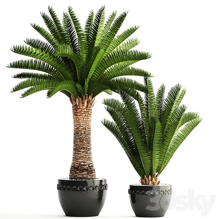 Collection of plants 69. Phoenix canariensis Canarian date Date palm outdoor pot flowerpot date 3DS Max