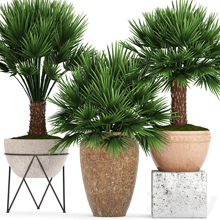 Collection of plants 70. Chamaerops Hamerops palm tree outdoor pot flowerpot concrete clinker clay decorative bush 3DS Max