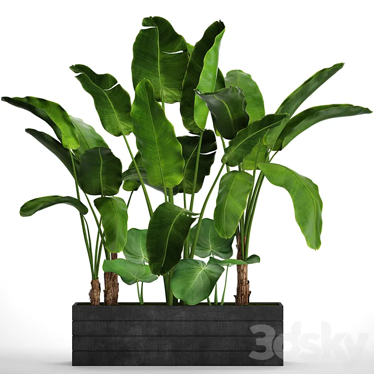 Collection of plants 73. Tropical plants Strelitzia banana bushes thickets pot outdoor flowerpot palm tree 3DS Max
