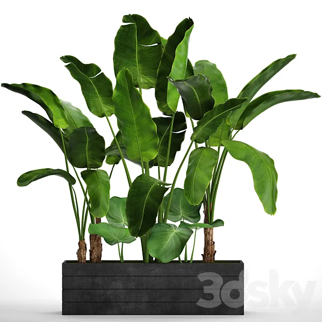 Collection of plants 73. Tropical plants. Strelitzia. banana. bushes. thickets. pot. outdoor. flowerpot. palm tree 3DSMax File