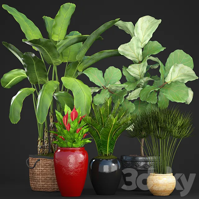 Collection of plants 75. Banana palm Ficus lyre Spathiphyllum umbellata Cycas pot basket 3ds Max