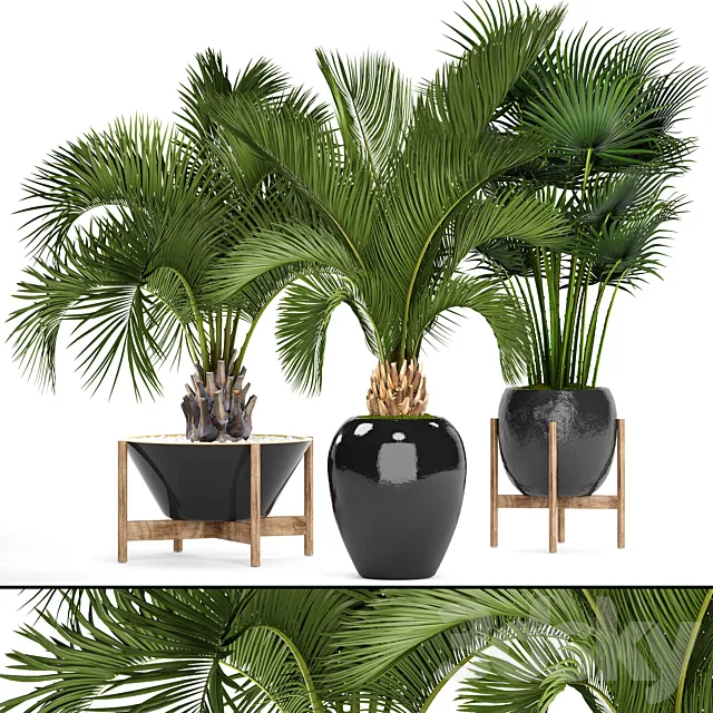 Collection of plants 78. Palm trees. Pot. black flowerpot. decorative palm. fan. butia. date. exotic. tropical. dates 3DSMax File