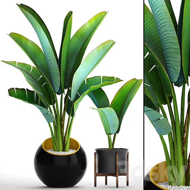 Collection of plants 79. Ravenala. Strelitzia Ravenala thickets bushes tropical exotic outdoor flowerpot banana palm 3ds Max