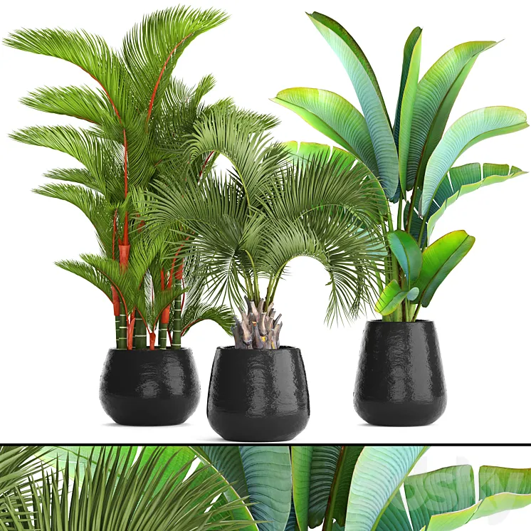 Collection of plants 84. Cyrtostakhis dipsis palm tree pot flowerpot interior exotic outdoor Ravenala banana butia strelitzia 3DS Max