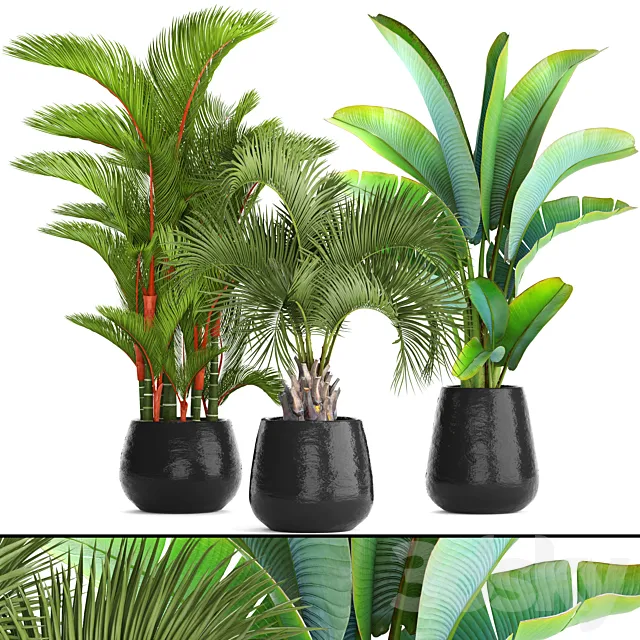Collection of plants 84. Cyrtostakhis. dipsis. palm tree. pot. flowerpot. interior. exotic. outdoor. Ravenala. banana. butia. strelitzia 3DSMax File