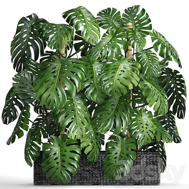 Collection of plants 87. Monstera. Monstera thickets bushes green wall pot flower concrete flowerpot 3ds Max