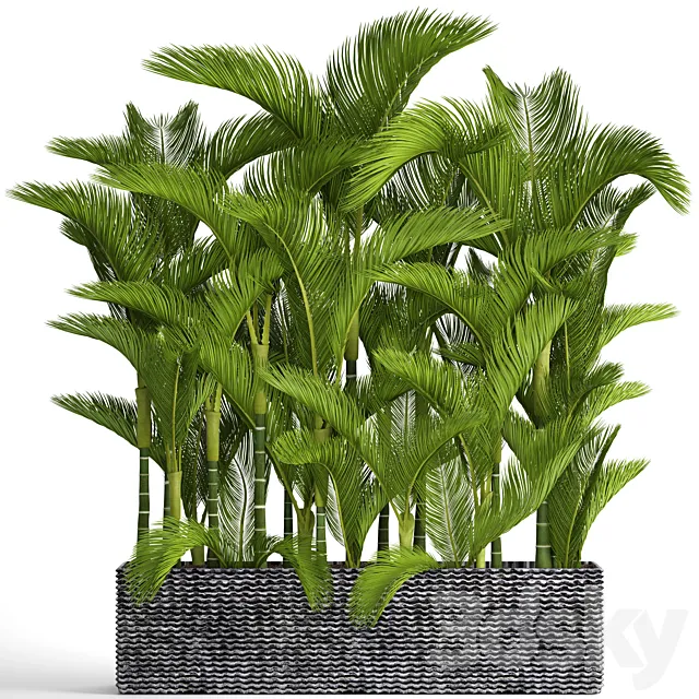 Collection of plants 88. Dypsis lutescens Cyrtostakhis dipsis ornamental palm tree thickets flower bush pot outdoor flowerpot palm tree 3ds Max