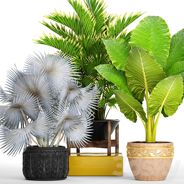 Collection of plants 91. ornamental palm howea pot flower alocasia butia fan blue palm 3ds Max