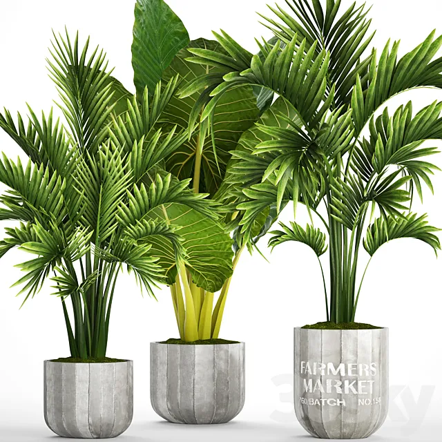 Collection of plants 92. Palm tree alocasia bushes howea concrete pot flowerpot tropical plants 3ds Max