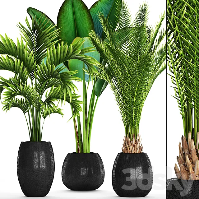 Collection of plants 93. Canarian date Howea palm Ravenala Strelitzia 3ds Max