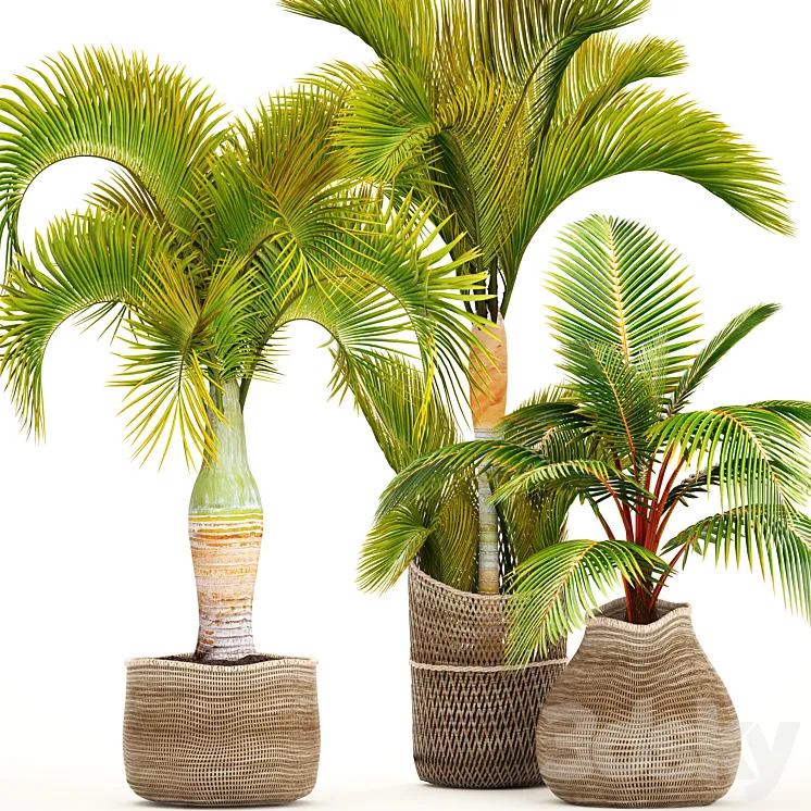 Collection of plants 97. tropical plants. Hyophorbe ornamental palms basket coconut tree young coconut tropical plants 3DS Max