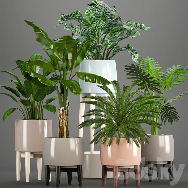Collection of plants. Alocasia. Banana. cycas. cycad. Philodendron. pot. indoor plants 3DSMax File