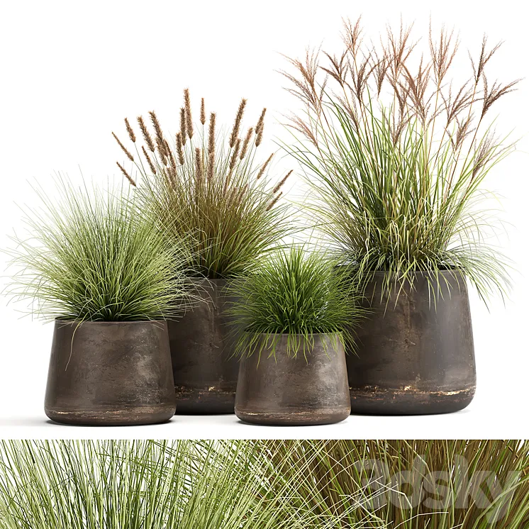 Collection of plants and bushes in rusty metal pots Reeds grass weinik. Set 988. 3DS Max