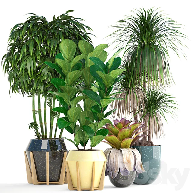 Collection of plants. Bamboo bushes Ficus Lyrata Dracaena exotic flower bromelia 3ds Max