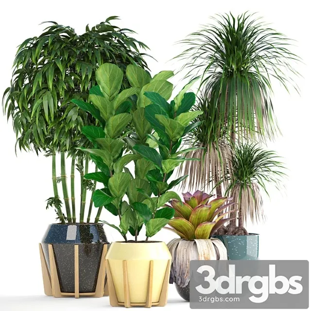 Collection of plants. bamboo, bushes, ficus lyrata, dracaena, exotic flower, bromelia