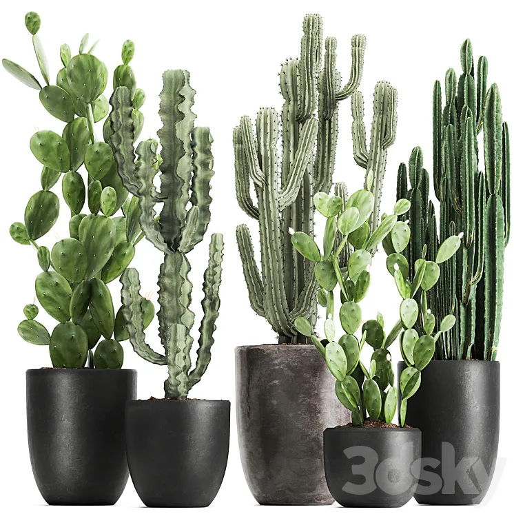 Collection of plants Cacti in black pots with Prickly pear Cereus Prickly pear. Set 1054. 3DS Max