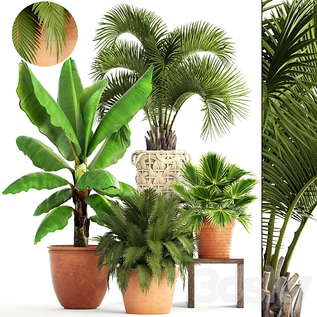 Collection of plants. Clay flowerpot flower pot white basket palm tree banana bush fan butia brachea outdoor landscaping 3ds Max