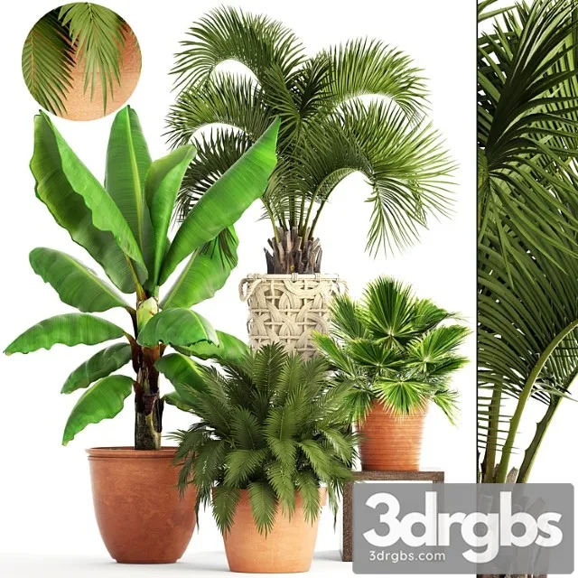 Collection of plants. clay flowerpot, flower, pot, white basket, palm tree, banana, bush, fan, butia, brachea, outdoor, landscaping