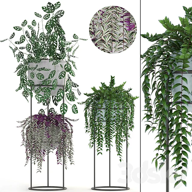 Collection of plants. Climbing plants shelf with flowers monstera Tradescantia indoor plants stand 3ds Max