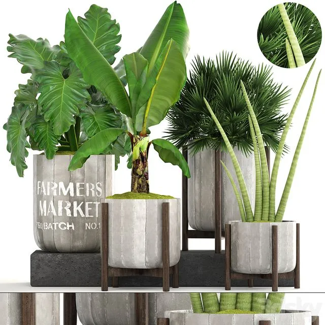 Collection of plants. Concrete pot 3dsMax Model