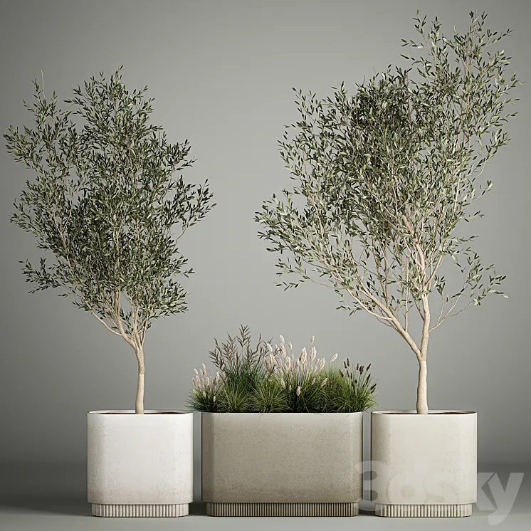 Collection of plants decorative olive trees in outdoor flowerpots for the interior with bushes in pots. 1122. 3DS Max