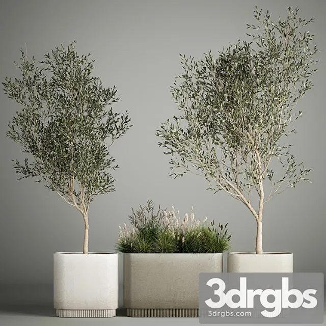 Collection of plants decorative olive trees in outdoor flowerpots for the interior with bushes in pots. 1122.