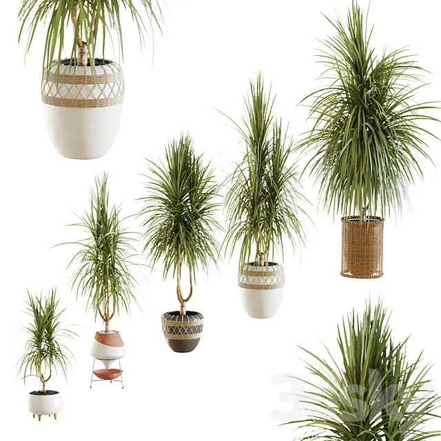 Collection of plants. Dracaena v2 3DSMax File