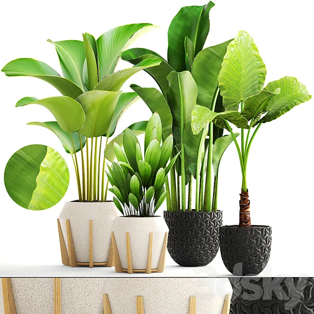 Collection of plants. exotic interior Calathea palm tree alocasia bush banana pot flower 3ds Max