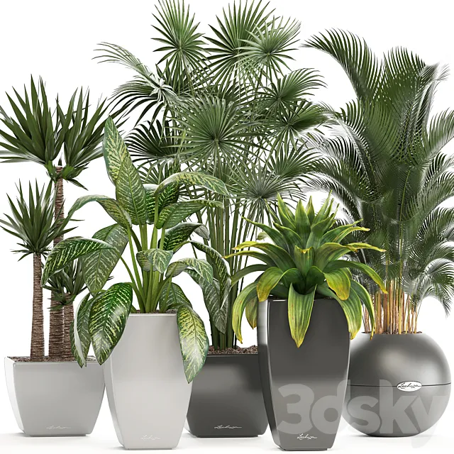 Collection of plants. Fan palm Hovea Bromeliad Yucca Dieffenbachia indoor plants office plants 3DS Max Model