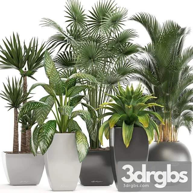 Collection of plants. fan palm, hovea, bromeliad, yucca, dieffenbachia, indoor plants, office plants