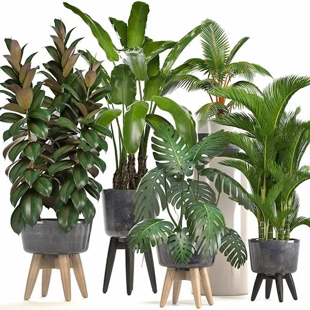 Collection of plants. Ficus bushes Banana strelitzia monstera 3dsMax Model