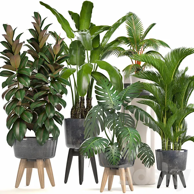 Collection of plants. Ficus. bushes. Banana. strelitzia. monstera. Rapis. palm tree. coconut tree. exotic plants. ficus abidjan. strelitzia. eco design 3DSMax File