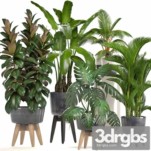 Collection of plants. ficus, bushes, banana, strelitzia, monstera, rapis, palm tree, coconut tree, exotic plants, ficus abidjan, strelitzia, eco design