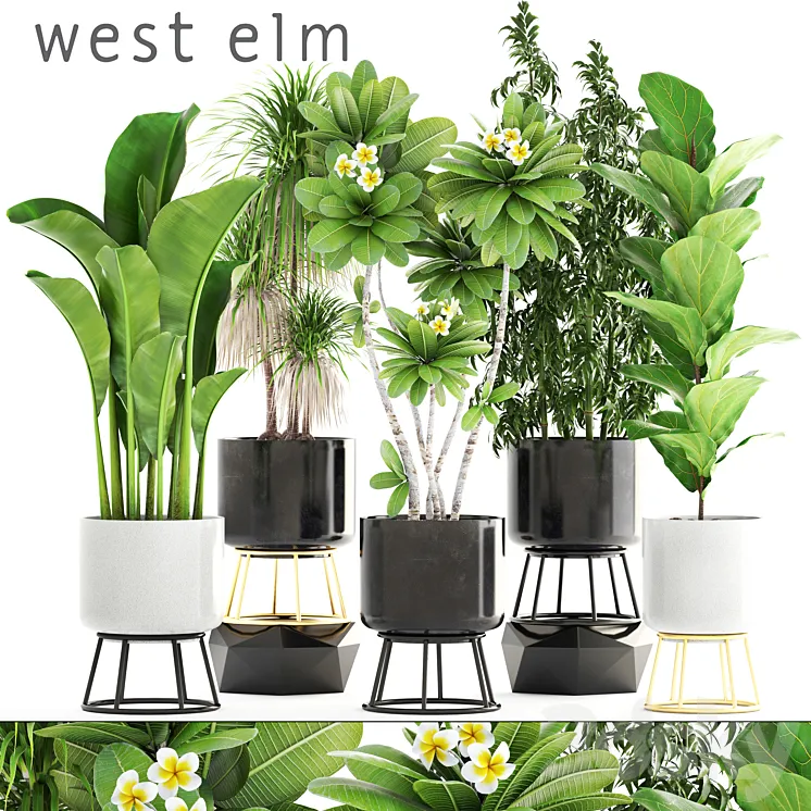 Collection of plants. flower pot bush bamboo dracaena banana ficus lyrata plumeria loft interior indoor 3DS Max