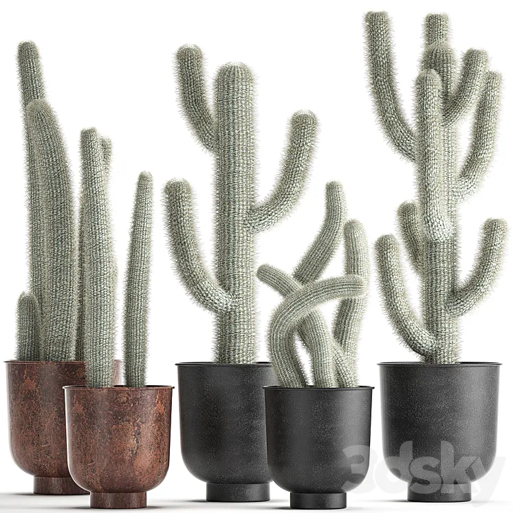 Collection of plants fluffy cacti in black pots indoor Cleistocactus. Set 840. 3DS Max