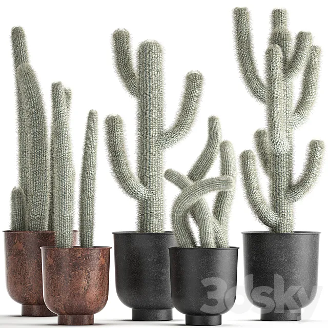 Collection of plants fluffy cacti in black pots. indoor Cleistocactus. Set 840. 3DSMax File