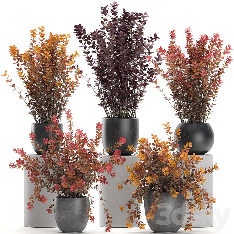 Collection of plants for garden and landscape design in outdoor pots with Barberry bush autumn dried flower. Set 698. 3DS Max