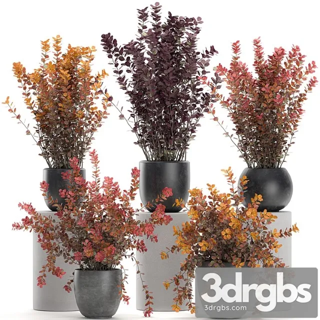 Collection of plants for garden and landscape design in outdoor pots with barberry bush, autumn, dried flower. set 698.