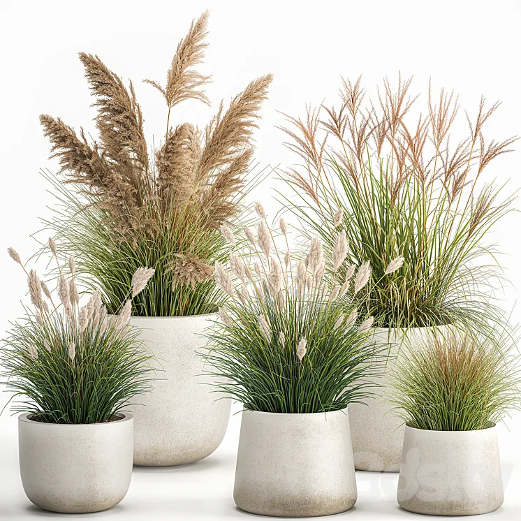 Collection of plants for landscape design in pots with reeds flowerpot pampas grass bushes. Set 1094. 3DS Max