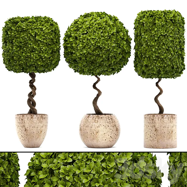 Collection of plants.  garden trees landscaping flowerpot pot boxwood topiary topiary 3ds Max